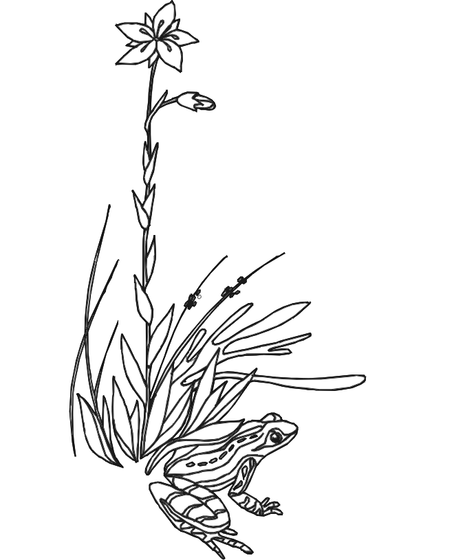 Frog Coloring Picture: frog in grass