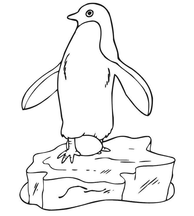 Penguin on egg coloring page