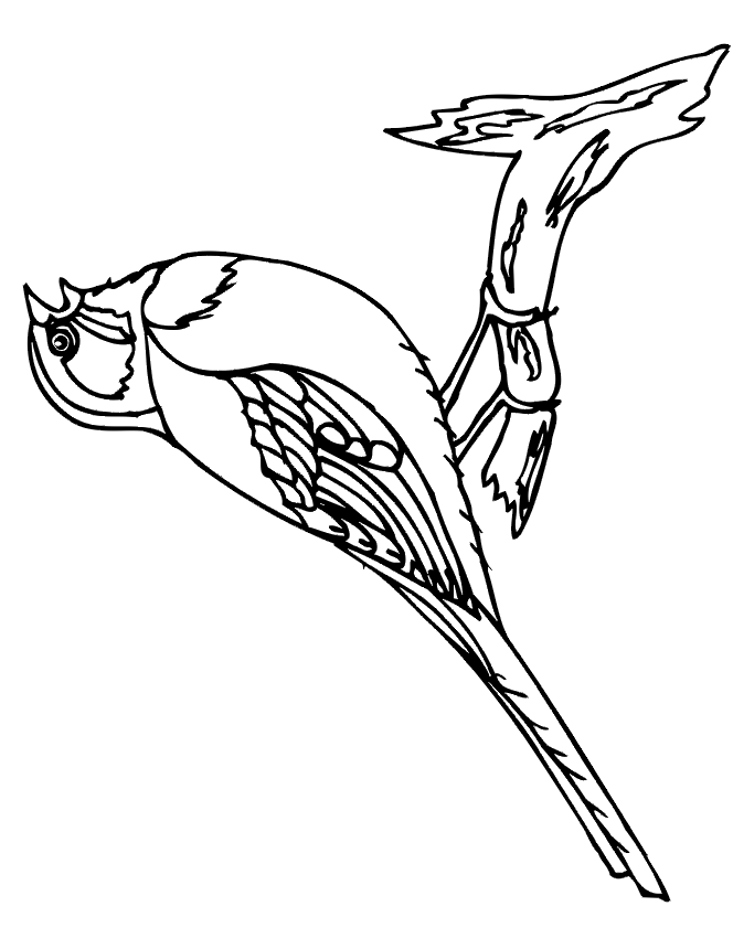 Bird - a spring coloring sheet